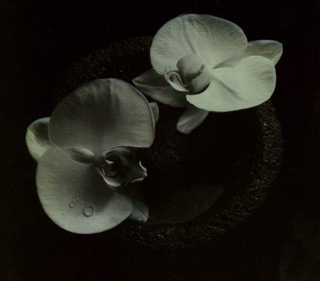 Mike Patton & Jean-Claude Vannier - Corpse Flower (Digipack, 2019)