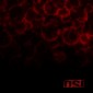 OSI (Office Of Strategic Influence) - Blood (Edice 2017) 